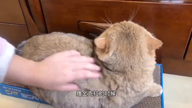 如何区分大脸猫和大脸Plus猫!下