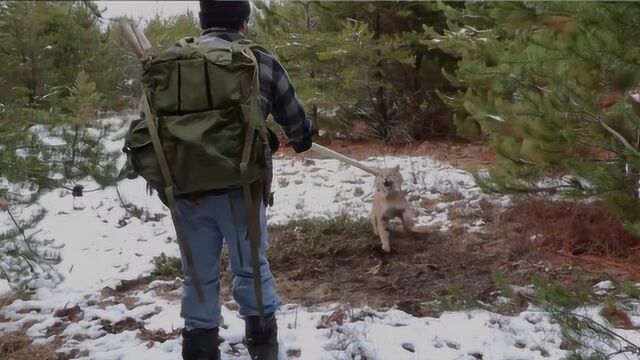 东北山里的大猫长的像豹子,战斗力强能和狼决斗,一点都不怕人