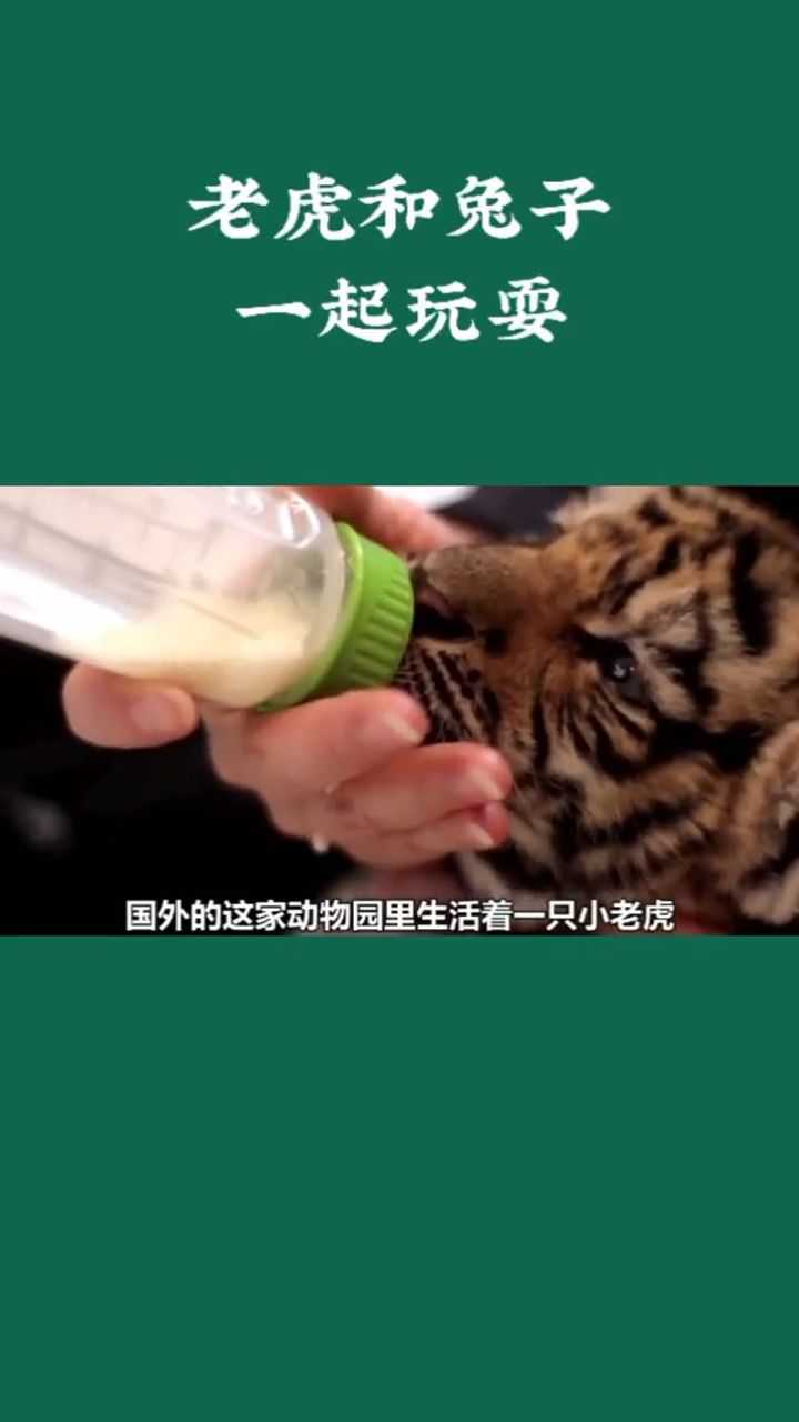 老虎和兔子一起玩耍画面很和谐