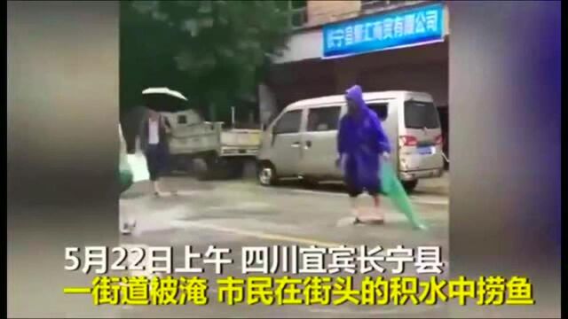 四川长宁人的暴雨“福利”, 现场直播大街捞活鱼