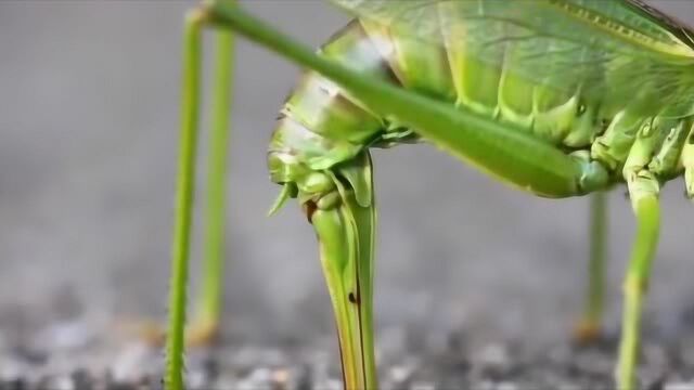 这是螳螂产卵的过程,为了生出它的下一代,它竟差点丢了性命啊!