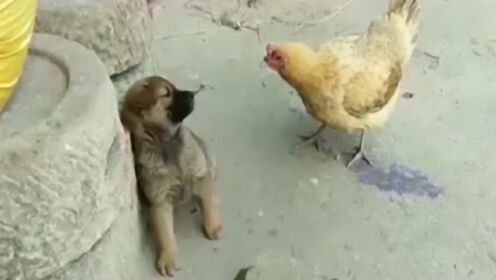 这只母鸡真够狂的，竟敢和狗这么叫嚣，网友：狗子你的尊严呢？