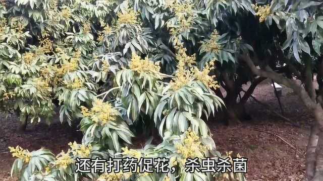 种了20多年荔枝,遇上这种情况,技术再牛也会有花无果