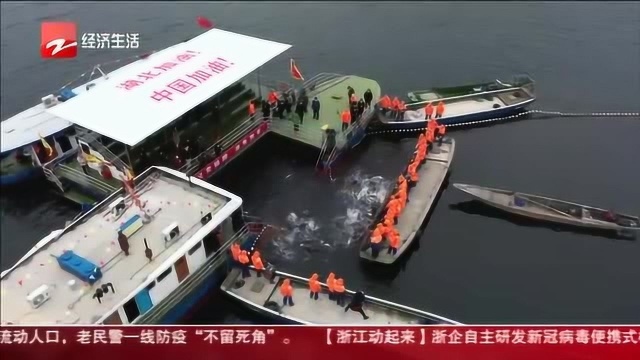 千岛湖“巨网捕鱼”新春第一网鱼开捕 半价义卖助力防疫一线