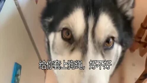 死也不带狗绳的二哈