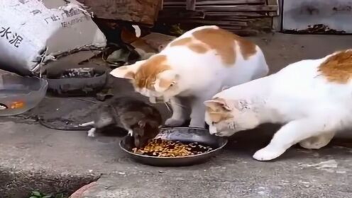 老鼠这是饿疯了吗？居然敢来和猫抢吃的，太不可思议了！ - 腾讯视频