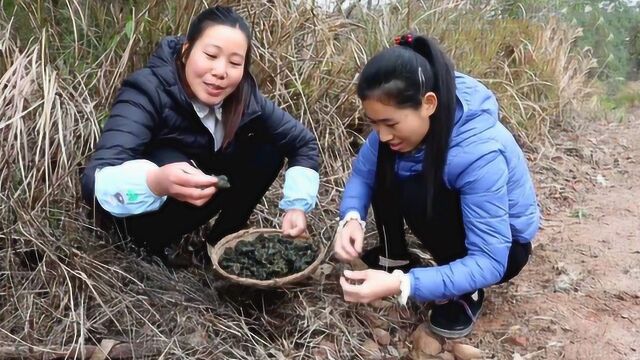 农村的雷公菌长出来了,只要下了雨就会有收获,阿姐发现了好多!