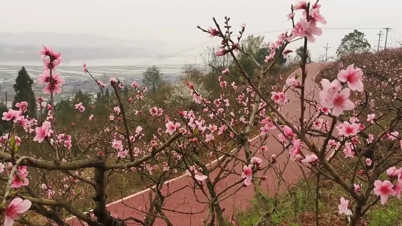 潼南桃花山桃花开啦!