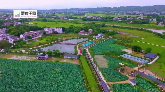 兴宁市“一镇一业一村一品”项目推进活动暨晟农田园首届荷花节