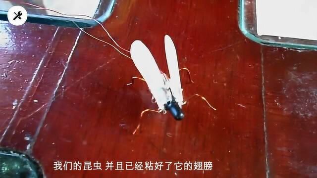 电动小昆虫制作全过程,其实挺简单的