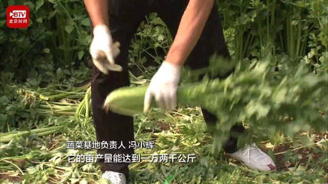 顺义蔬菜基地调整种植计划 保障叶类菜不断供