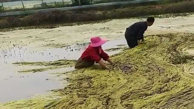 劳动人民最有智慧,竟然知道这样清理池塘浮漂,看着太好玩了!