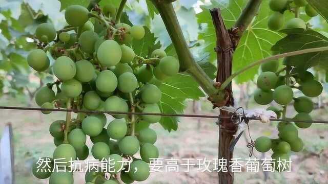 玫瑰香葡萄对比巨峰葡萄,果实优劣势一目了然