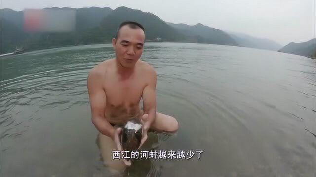 老广的味道: 河蚌生长在淡水中靠腮滤食水中的微小食物颗粒成活,肉质鲜嫩