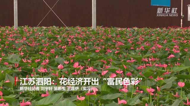 江苏泗阳:花经济开出“富民色彩”