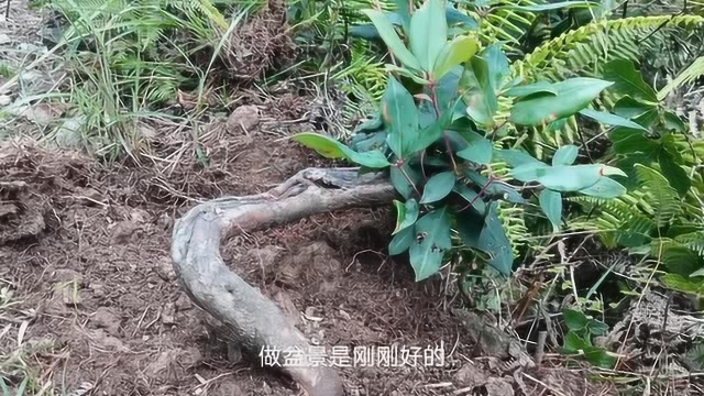 这棵白杜鹃真是大宝贝,造型很简单,形状也不错,盆景中的极品