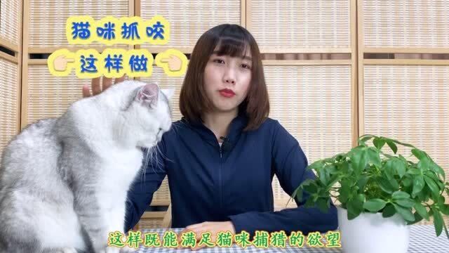 猫咪抓咬你该怎么办?学会这三招,新手猫奴也可以轻松应对啦!