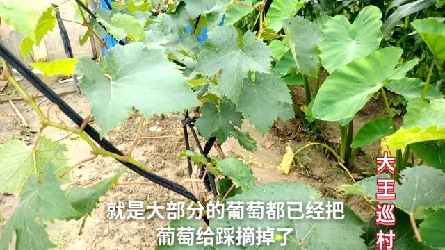 葡萄树种植技术秋季管理