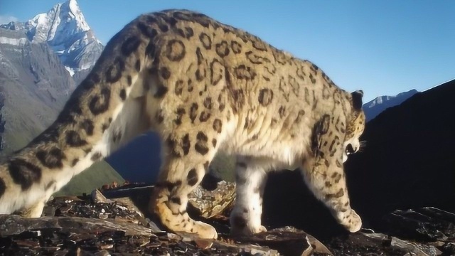 野生华北豹亮相山西,它是中国特有物种,很凶猛却逃不过人类捕杀