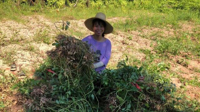 农村花生成熟了,小秀全部拔回家,看看这花生怎么样?