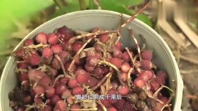 舌尖上的中国:农村有种野果十分珍贵,制成干果每公斤数千元