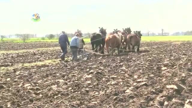 五匹巨型马合力耕土,这马力能比得过一辆小车