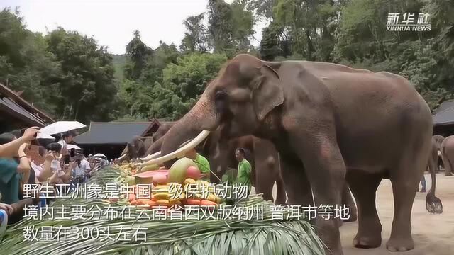 世界大象日:云南为亚洲象举办“节日盛宴”