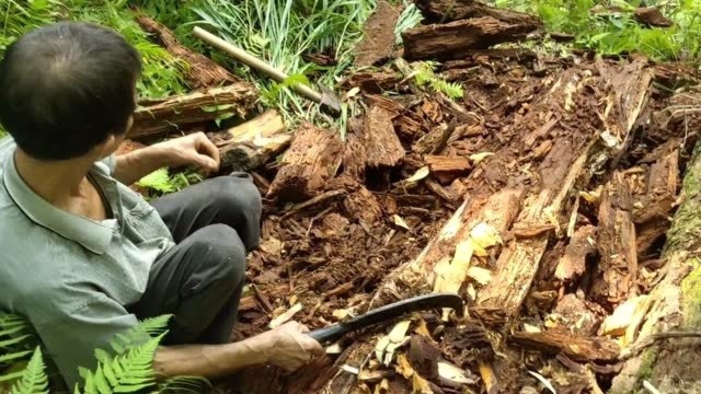 松树的作用真多,烂在山里十多年了,都还能利用