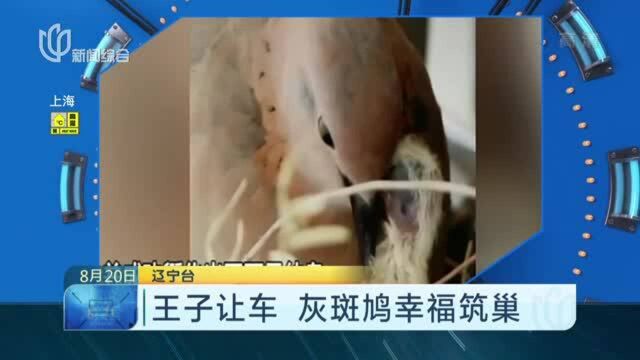 王子让车 灰斑鸠幸福筑巢