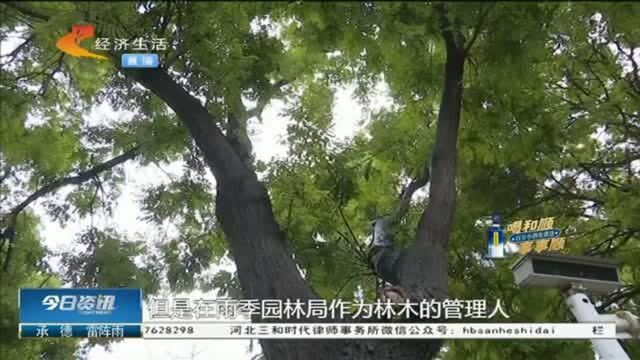 私家车被虫蛀大树砸,园林部门拒绝担责手挡镜头:管护公司处理