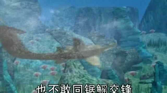 海洋世界:海洋屠夫锯鳐的特征和作用