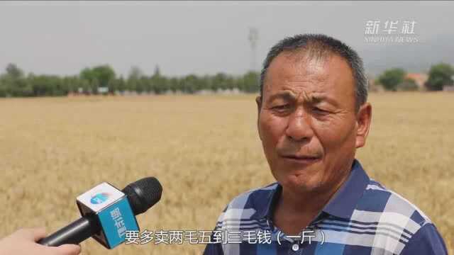 陕西夏收:轮作休耕让土地增产提效