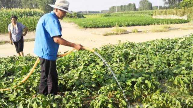 牛奶红薯见过吗?地旱大叔浇水方法很特别啊,这里原来是存雨水的