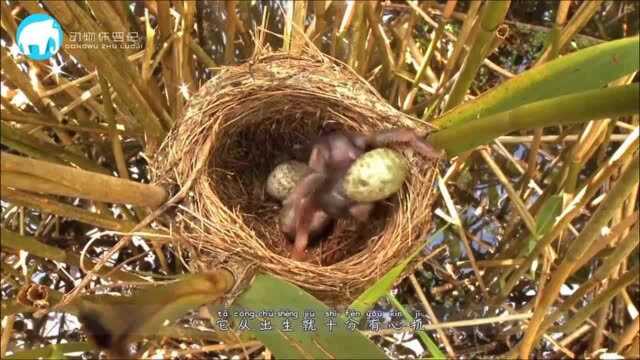 这个鸟中“败类”,骨子里都刻着恶毒,却被世人称颂了两千年!