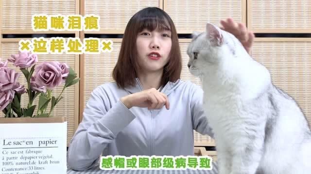 猫咪有泪痕怎么办?掌握资深猫奴处理泪痕方法,新手猫奴也能搞定