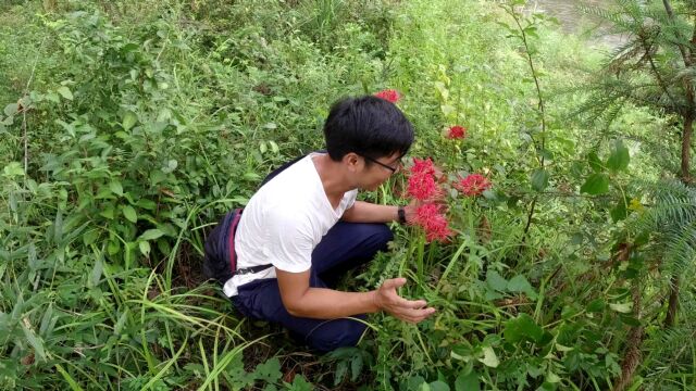 农村这种漂亮的野花,又称“地狱之花”走近一闻就头晕,什么原因