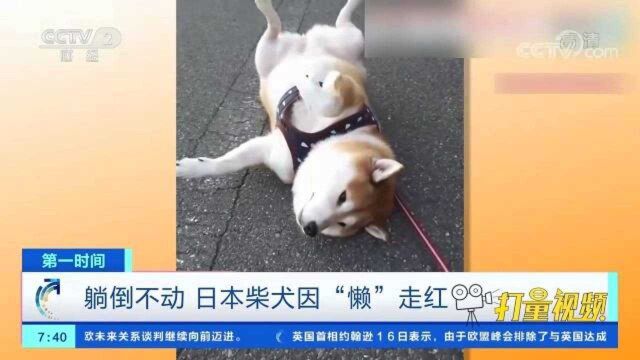 日本这只日本柴犬“懒”出奇迹,几乎不叫也看不了家门