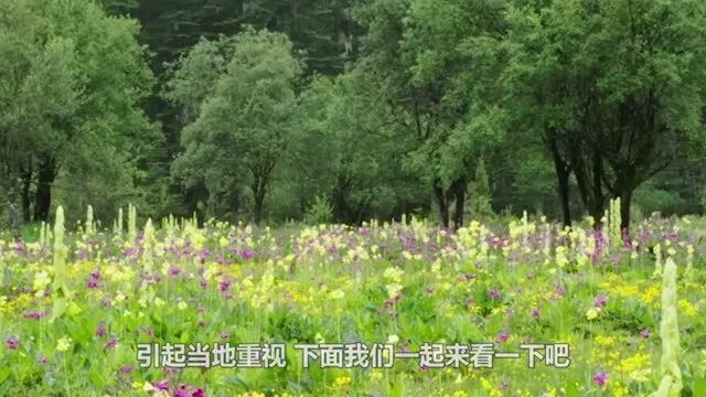 川藏线上的珍贵“大白菜”,被游客任意采摘,引起当地重视