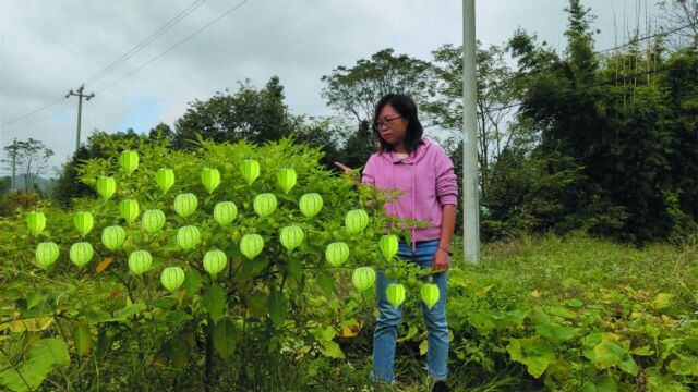 农村路边的灯笼果成熟了,很多人不知道可以吃,一起来认识一下