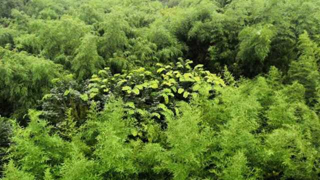 春天公园里的蒙蒙细雨