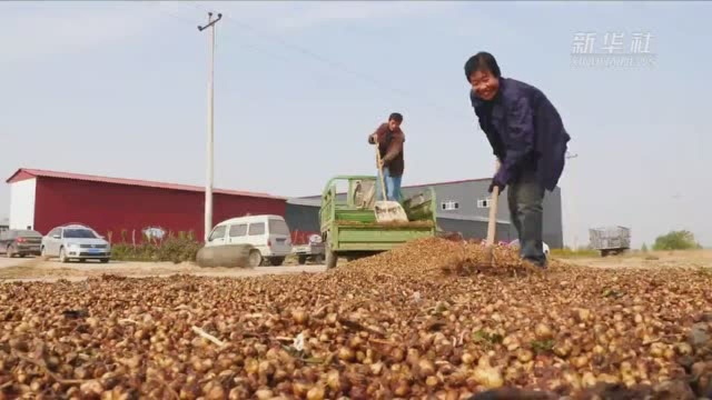 河北邢台:中药材“种”出致富路