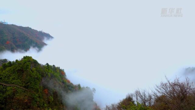 层林尽染巴山大峡谷