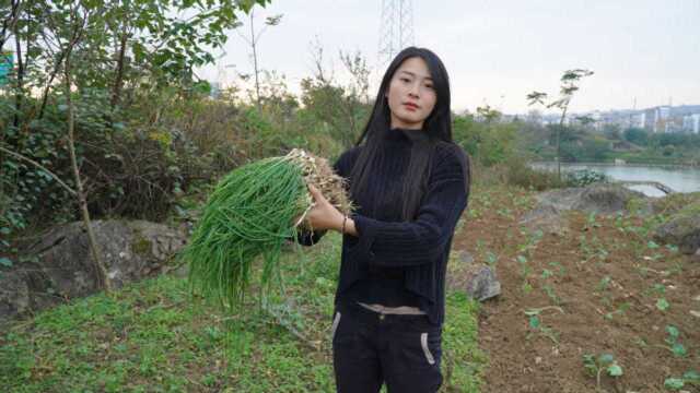 带姐姐来山上找野蒜,地里长了一大片,随便一摘就是一大把