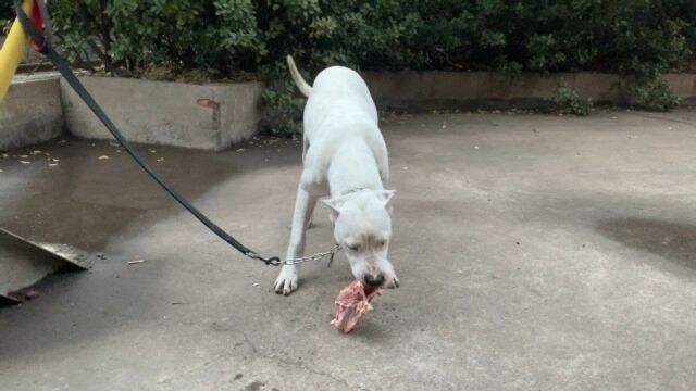 凶狠的阿根廷杜高犬,三斤鸡架不嚼直接吞,吃肉速度堪称一绝!