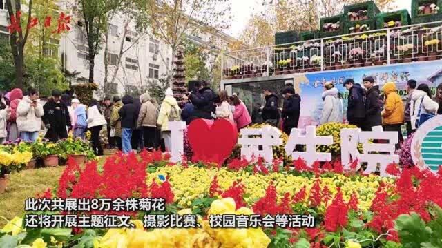 武汉高校8万余株菊花争芳斗艳,师生共赴冬菊盛宴