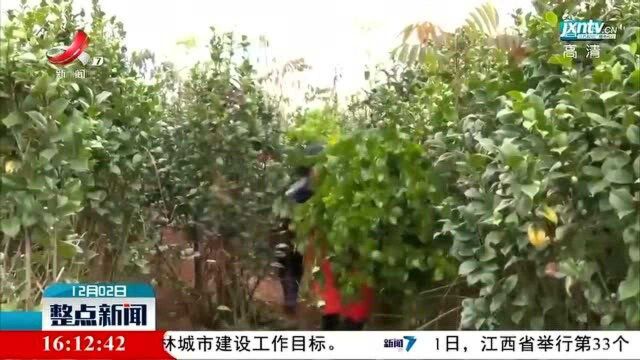 奉新县:气温骤降 农技员指导苗木管护