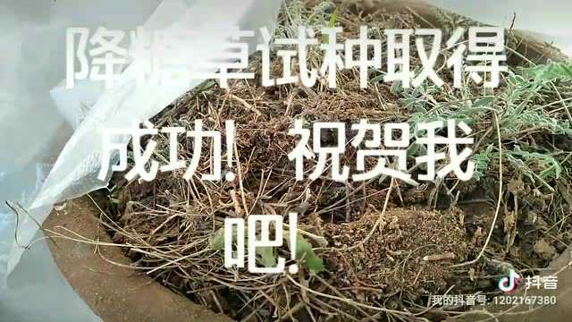 降糖草试种成功!