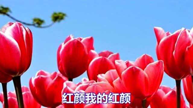 一曲网络情歌《我的红颜》好听极了