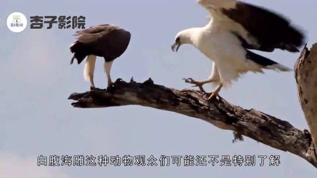 为什么都说白腹海雕的捕食方式十分的残忍,是一种“虐杀”行为