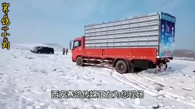 赛鸽公棚比赛遭遇大雪大雾,被迫取消比赛,这样的公棚值得大家学习